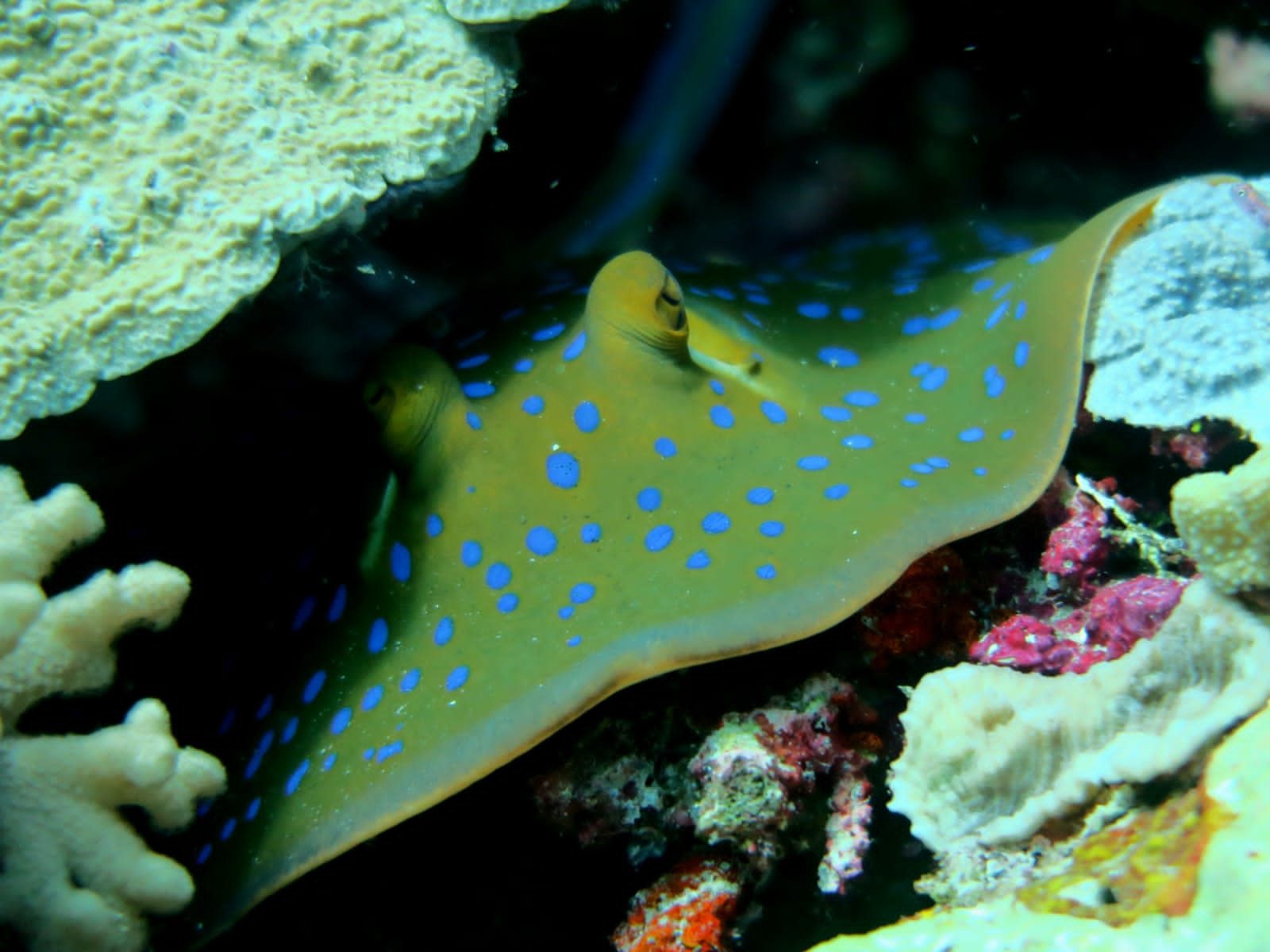 Blue-spotted ray