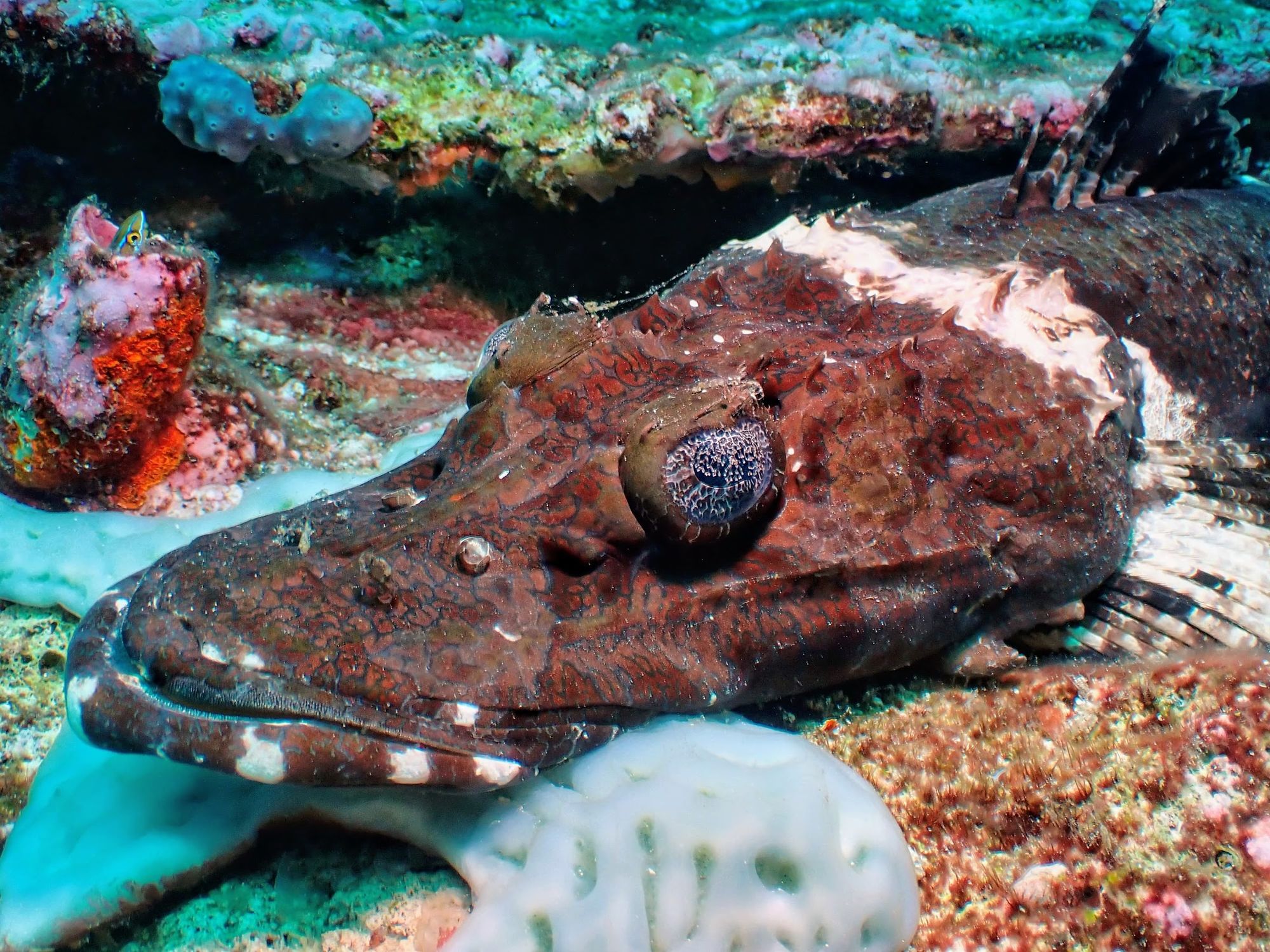 Crocodilefish lying on coral