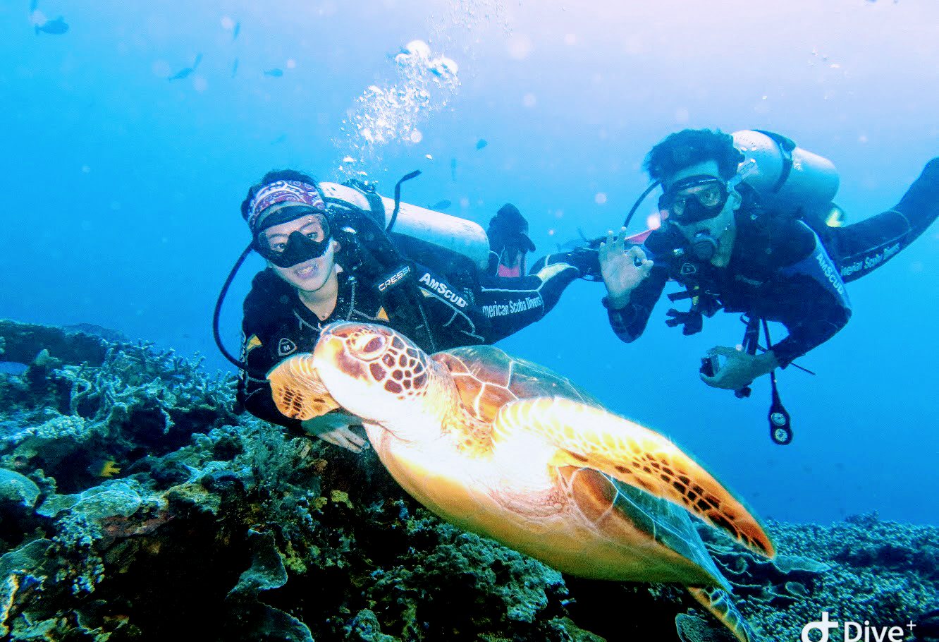 Two divers swimming beside a green turtle