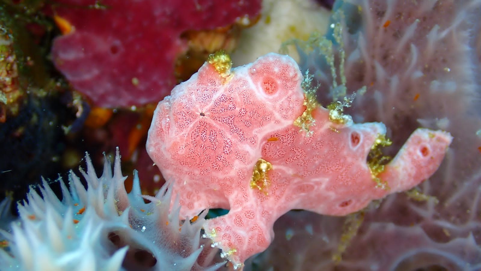 Pink frogfish among sponges
