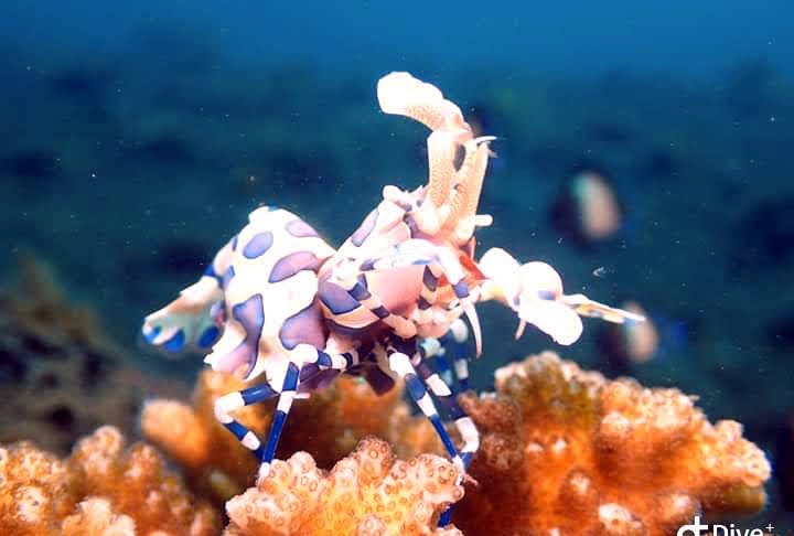 Harlequin shrimp on coral