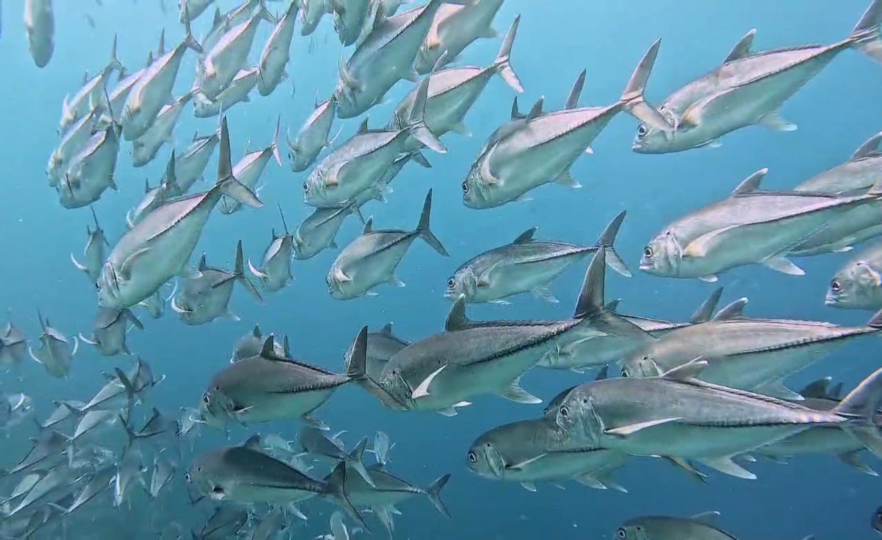 School of jacks