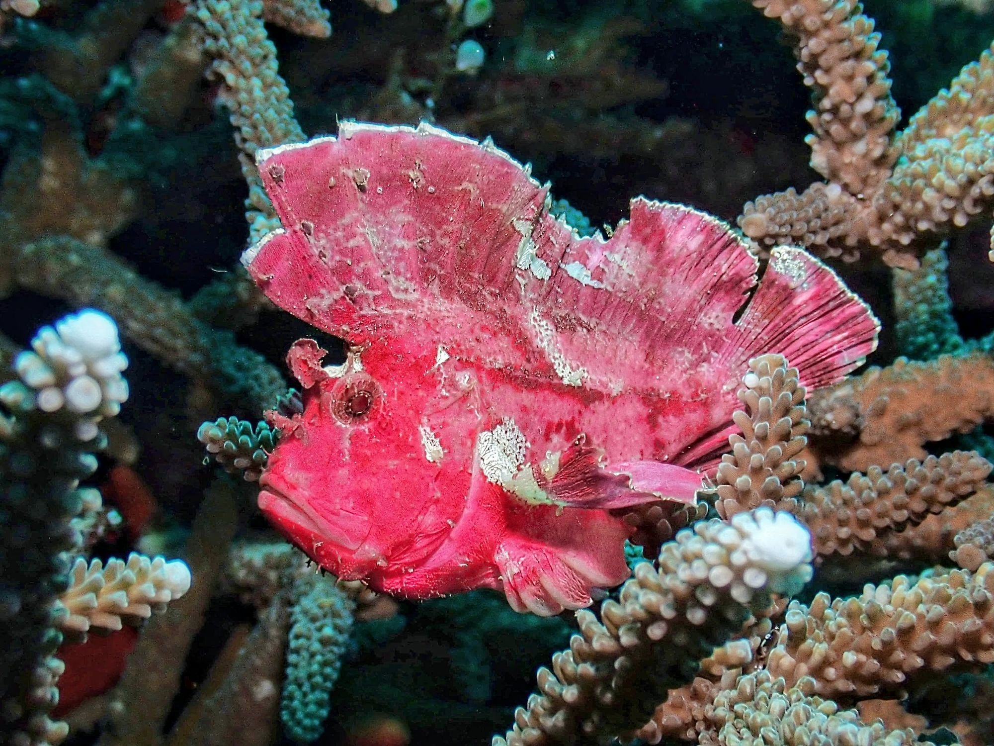 Pink leaf scorpionfish among coral