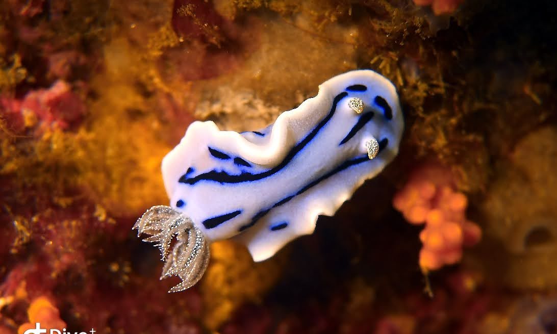 Blue and white nudibranch