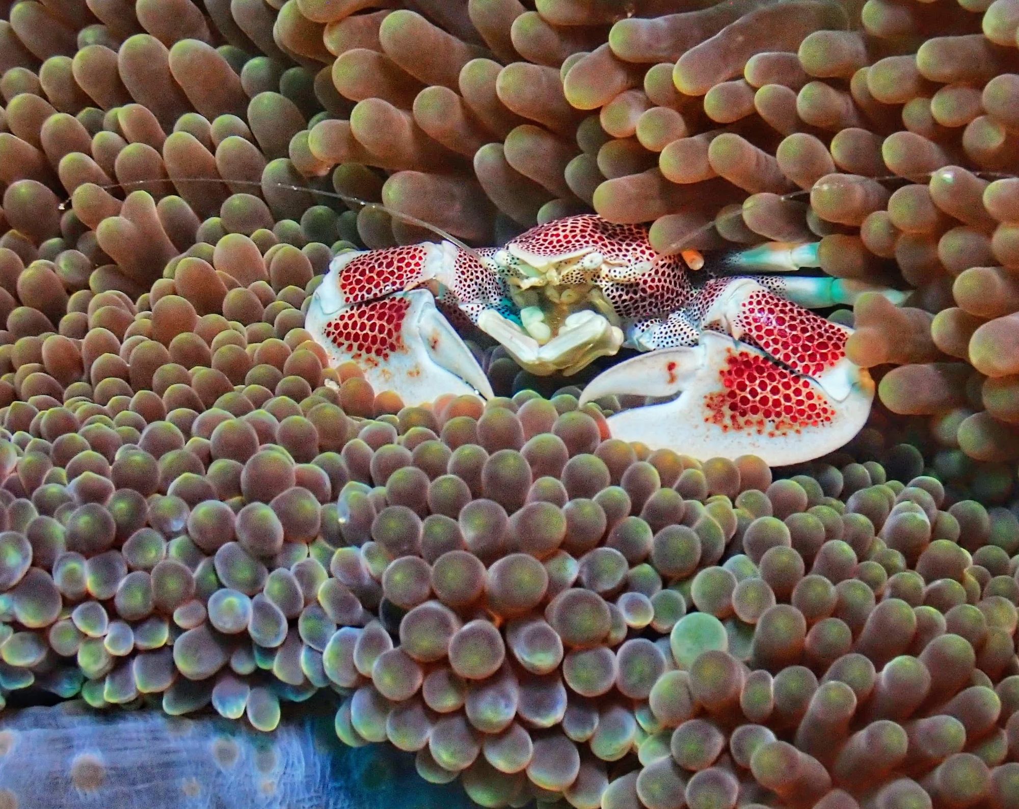 Porcelain crab in an anemone