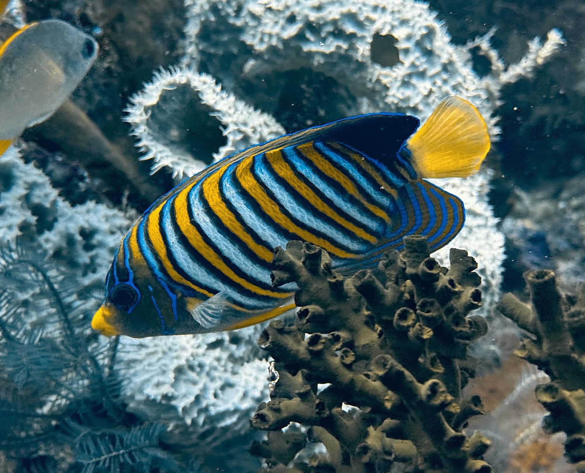 Regal angelfish with yellow and blue stripes