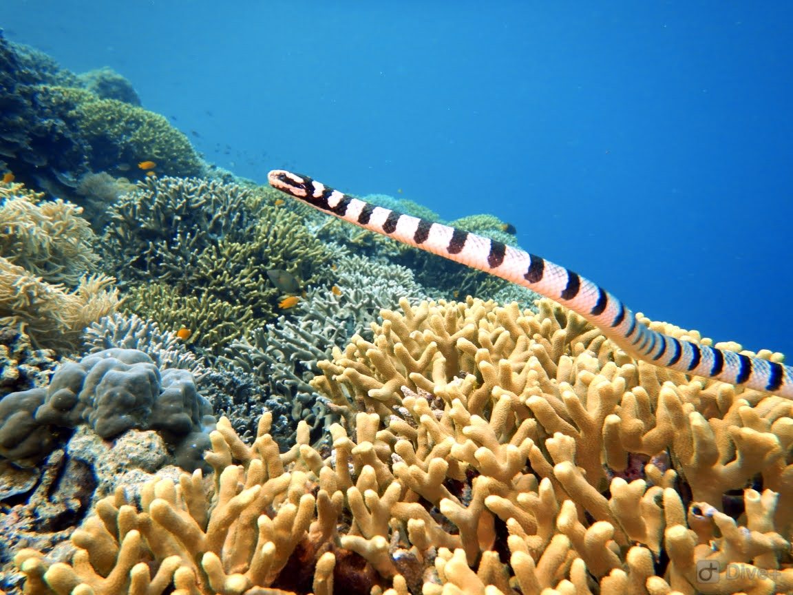Banded sea krait on coral