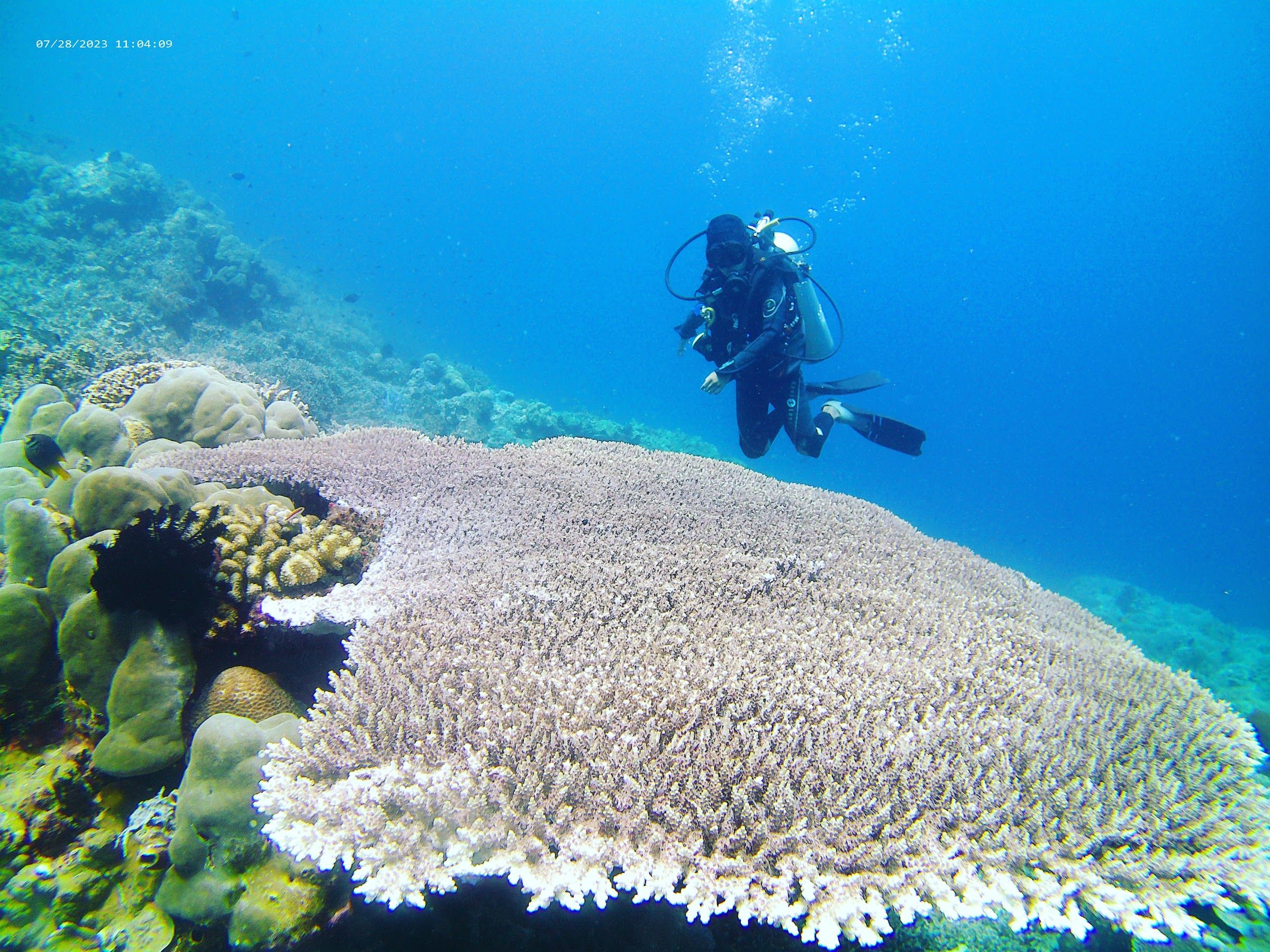 Diver above a huge table coral