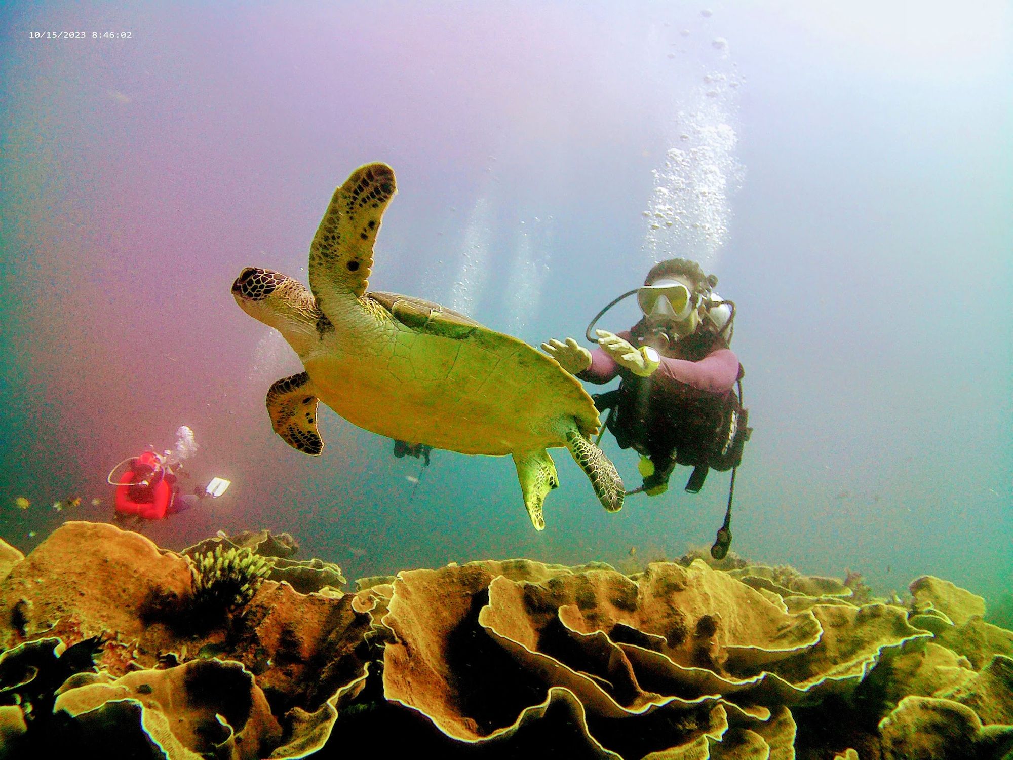 Diver photographing a green turtle